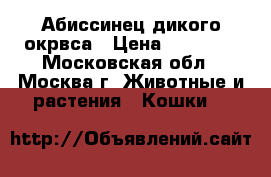 Абиссинец дикого окрвса › Цена ­ 15 000 - Московская обл., Москва г. Животные и растения » Кошки   